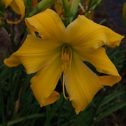 Gold Typhoon Daylily